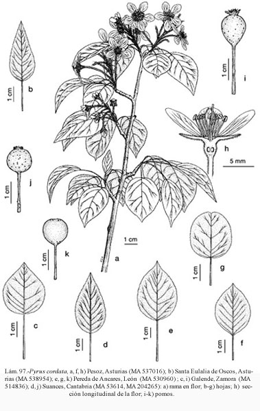 Pyrus_cordata_FIL