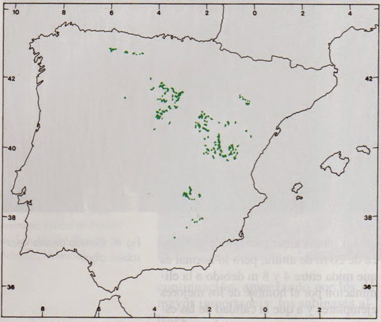 Resultado de imagen de phoenicea thurifera